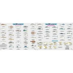 Captain Segull Species: Fishes Of The North Atlantic Identification Chart
